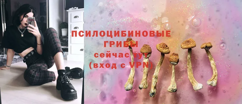 Псилоцибиновые грибы Psilocybe  Уфа 